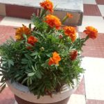 WhatsApp Image 2021-06-03 at 4.26.55 PM