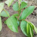 WhatsApp Image 2021-06-03 at 4.30.19 PM