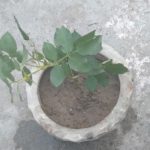 WhatsApp Image 2021-06-03 at 4.32.05 PM