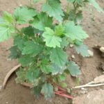 WhatsApp Image 2021-06-03 at 4.49.05 PM