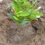 WhatsApp Image 2021-06-03 at 4.57.33 PM