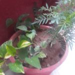 WhatsApp Image 2021-06-03 at 5.07.25 PM