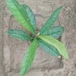 WhatsApp Image 2021-06-03 at 5.47.46 PM