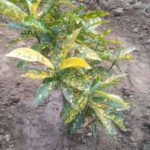 WhatsApp Image 2021-06-03 at 5.47.47 PM