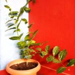 WhatsApp Image 2021-06-03 at 6.08.22 PM