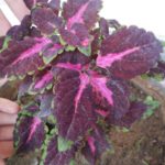 WhatsApp Image 2021-06-03 at 6.14.14 PM(1)