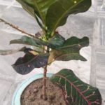 WhatsApp Image 2021-06-03 at 6.17.20 PM