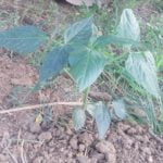 WhatsApp Image 2021-06-03 at 6.22.10 PM