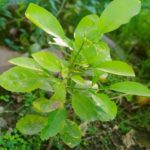 WhatsApp Image 2021-06-03 at 6.24.19 PM