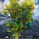 WhatsApp Image 2021-06-03 at 6.26.25 PM