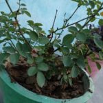 WhatsApp Image 2021-06-03 at 7.11.47 PM