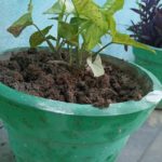 WhatsApp Image 2021-06-03 at 7.21.27 PM