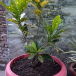 WhatsApp Image 2021-06-03 at 7.59.59 PM