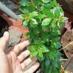 WhatsApp Image 2021-06-04 at 10.16.07 AM