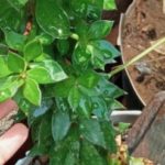 WhatsApp Image 2021-06-04 at 10.33.44 AM